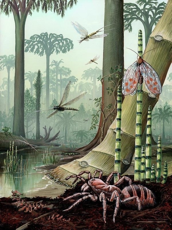 The airplane to Carboniferous era